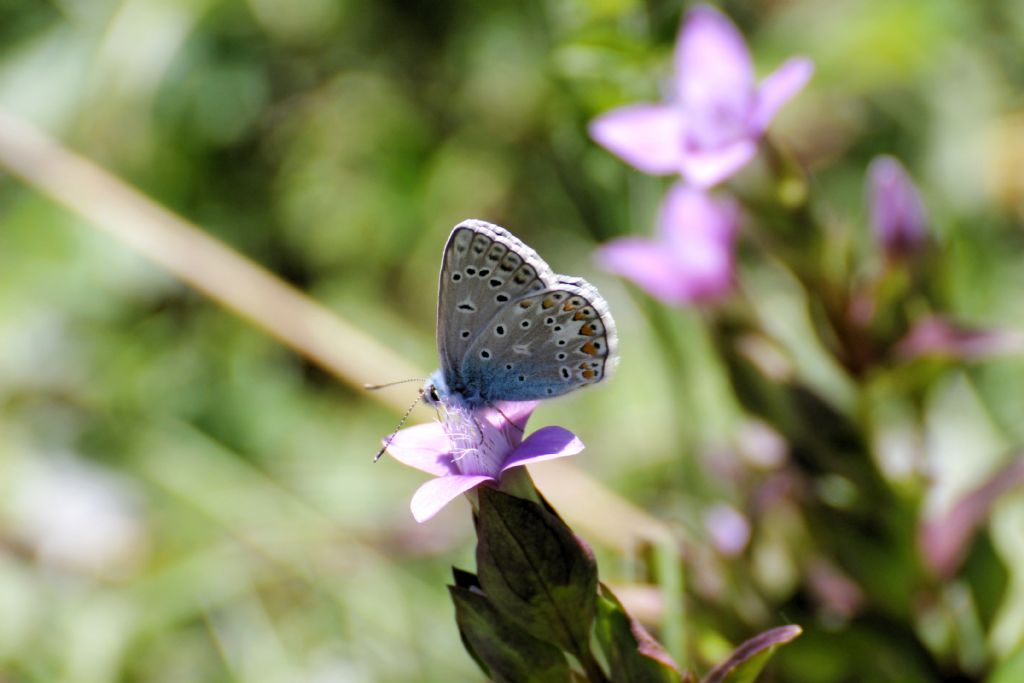 Polyommatus icarus?